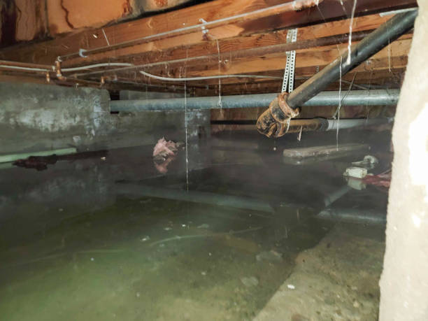 Best Water damage cleanup near me  in Hopewell, TN